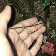 Polystichum nepalense (Spreng.) C. Chr. resmi