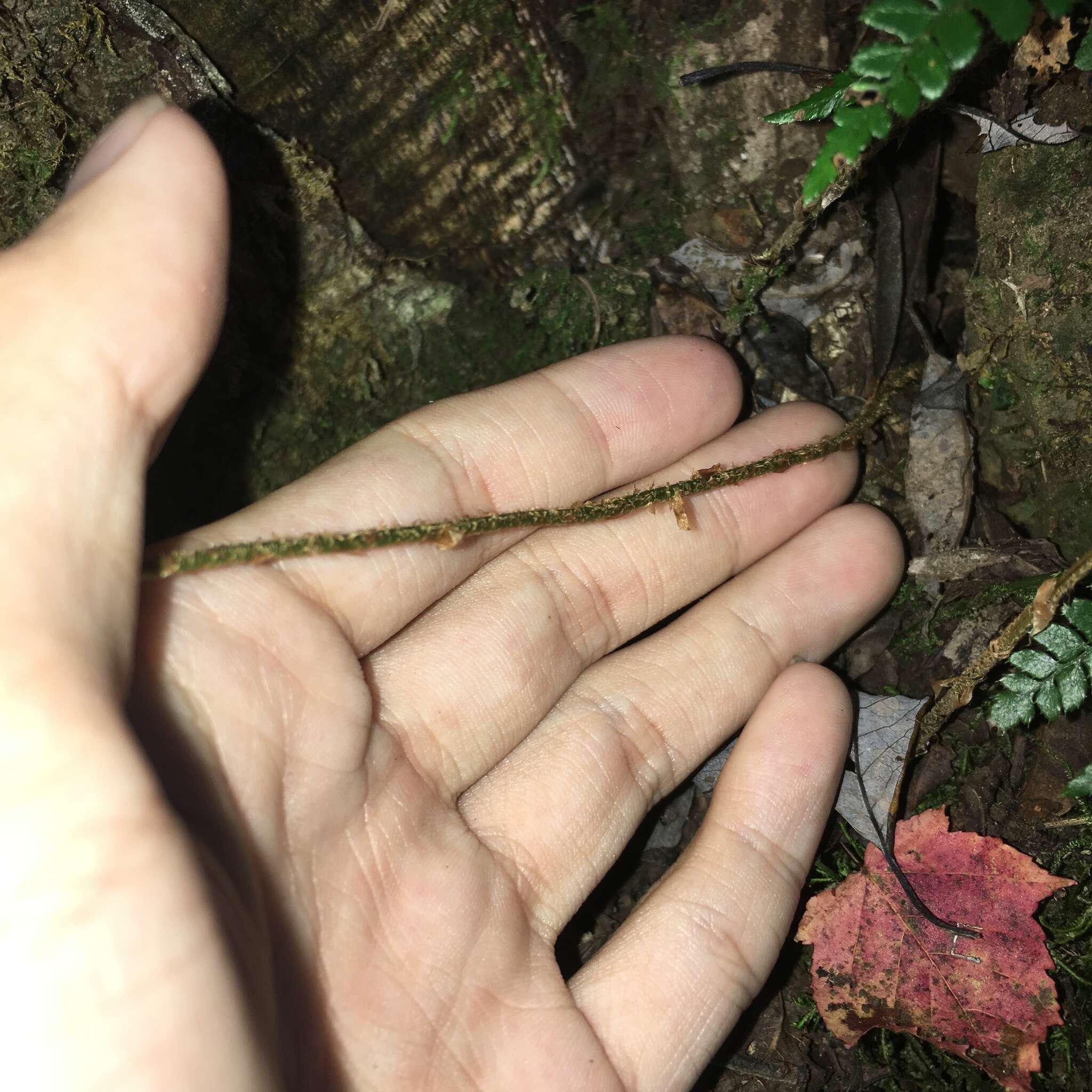 Image de Polystichum nepalense (Spreng.) C. Chr.