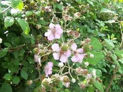 Слика од Rubus cochinchinensis Tratt.