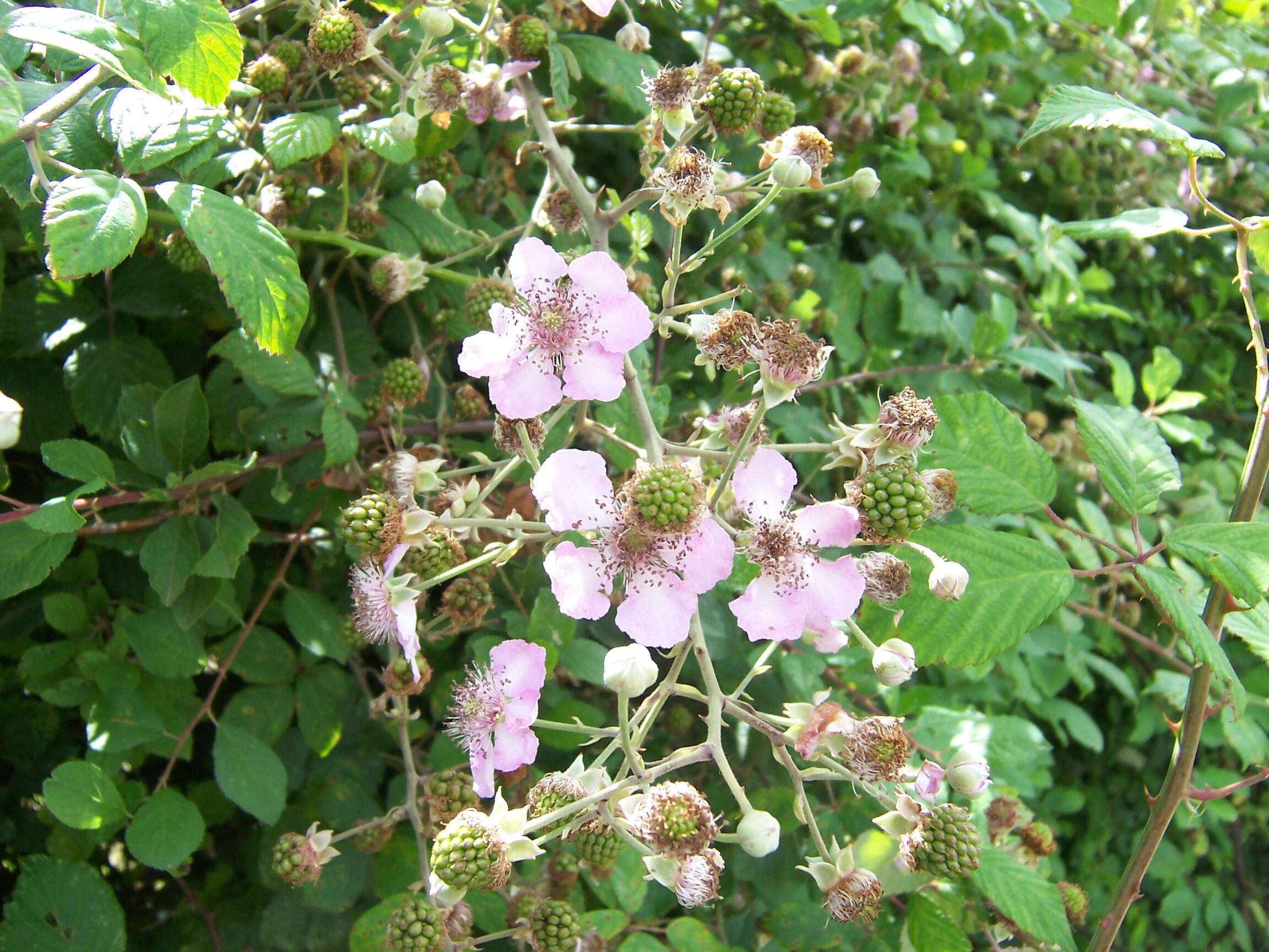 Слика од Rubus cochinchinensis Tratt.