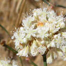 Imagem de Eriogonum nudum var. psychicola Reveal