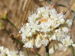 Imagem de Eriogonum nudum var. psychicola Reveal