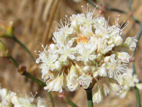 صورة Eriogonum nudum var. psychicola Reveal