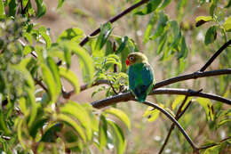 Image of Fischer's Lovebird