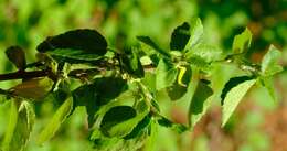 Imagem de Acalypha glabrata Thunb.