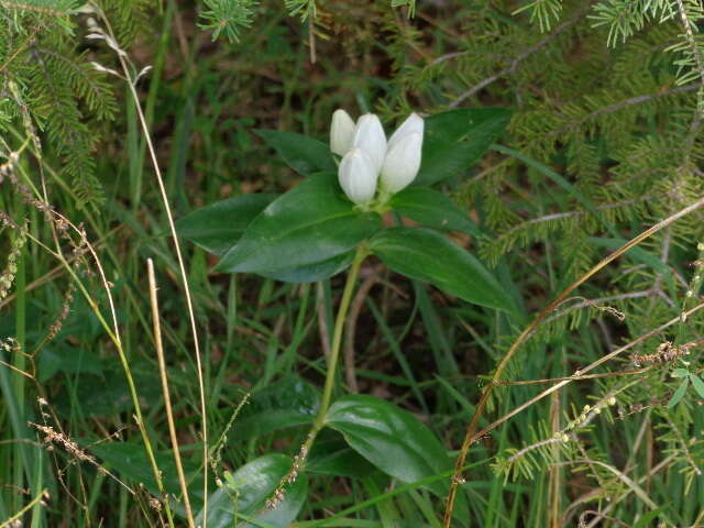 Image of closed bottle gentian