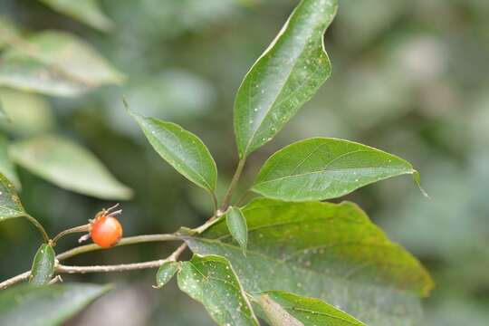 Image of Lycianthes lenta (Cav.) Bitter