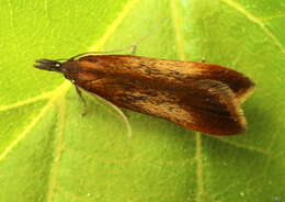 Image of Dichomeris ustalella Fabricius 1794