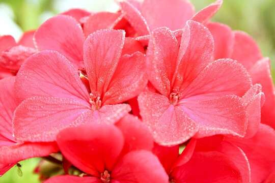 Imagem de Pelargonium hortorum Bailey