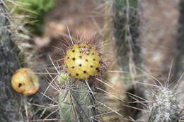 Corryocactus melanotrichus Britton & Rose resmi