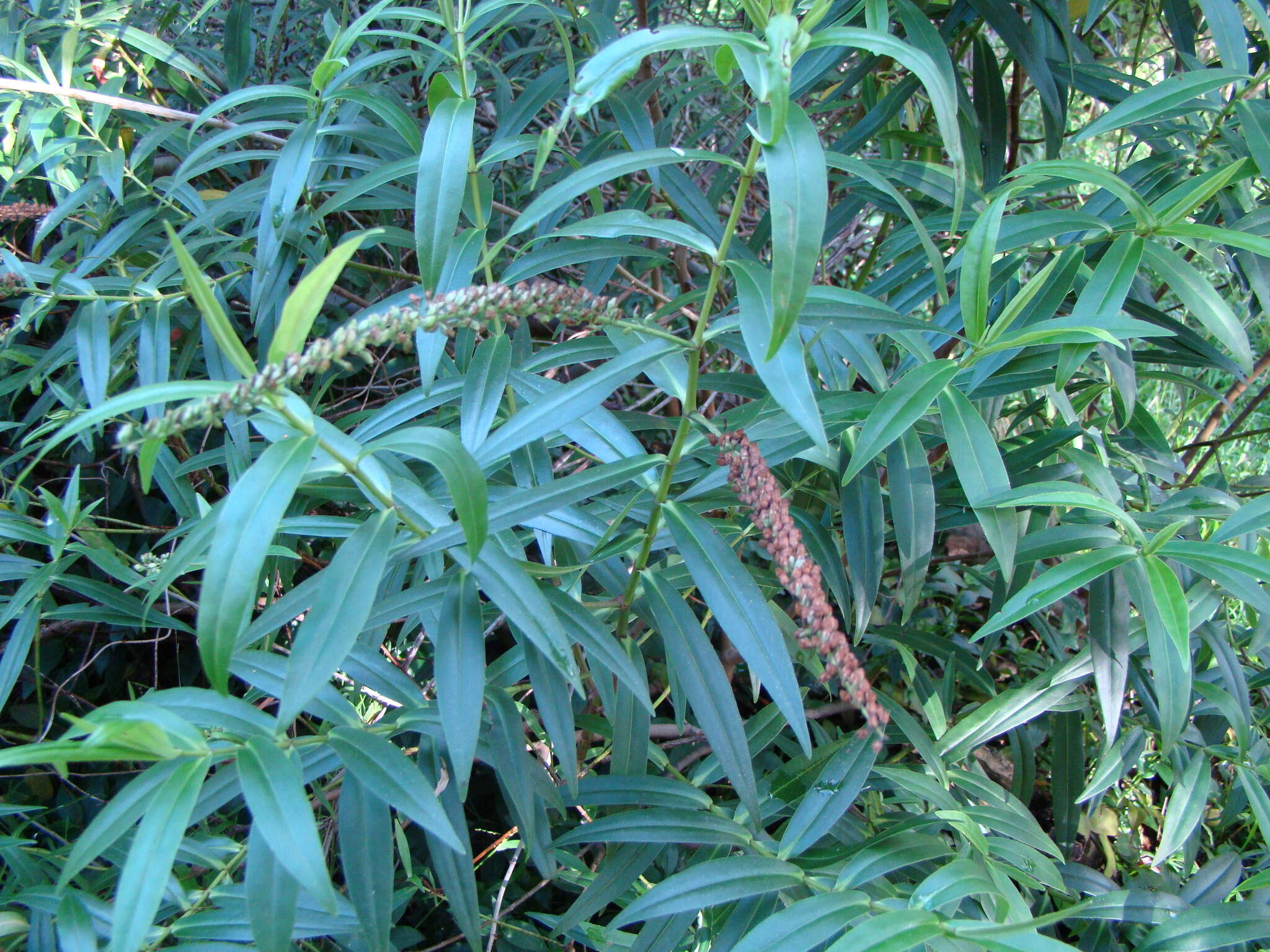 Image of Veronica stricta Banks & Soland. ex Benth.