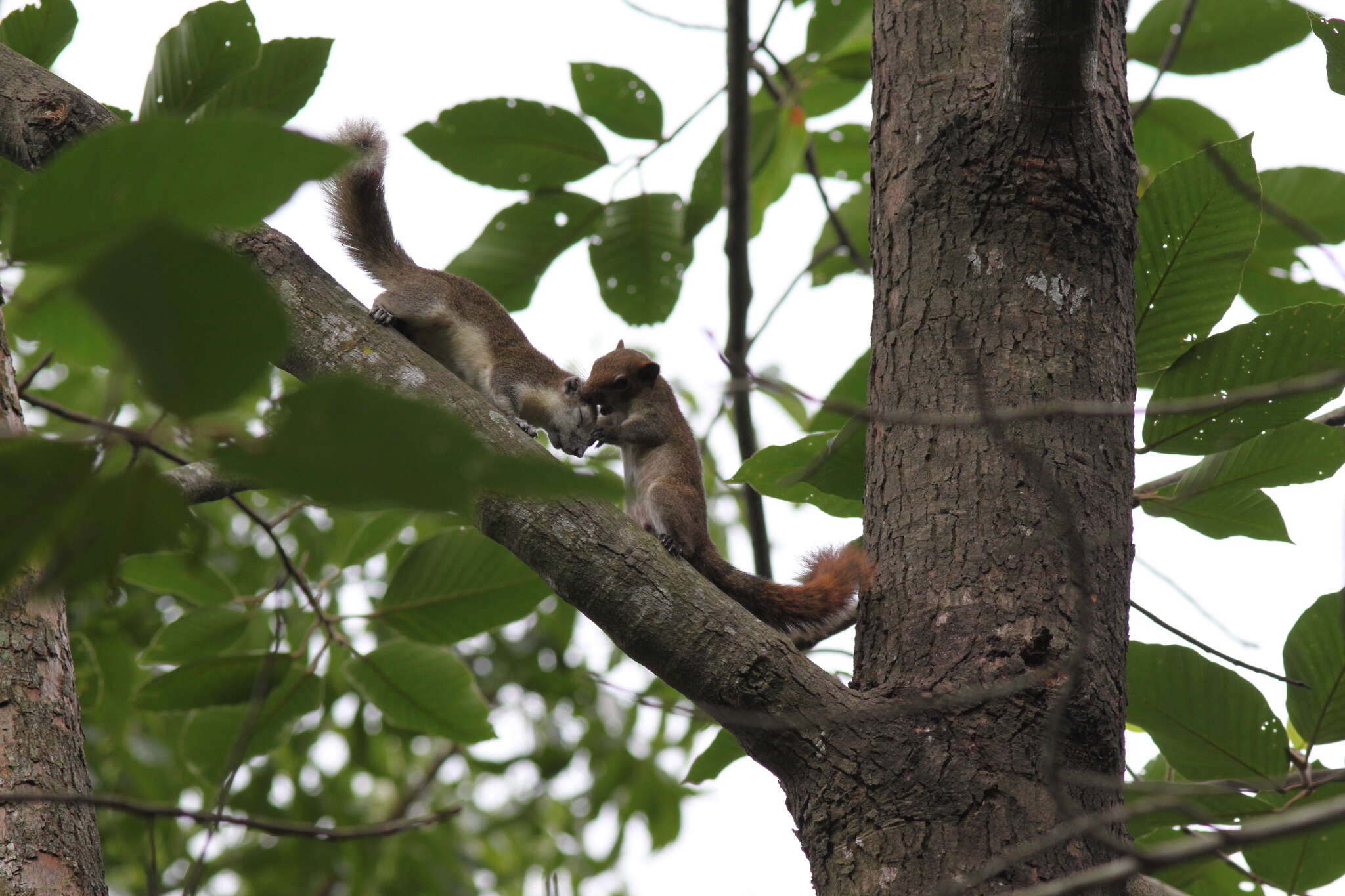 Image de Callosciurus finlaysonii bocourti (Milne-Edwards 1867)