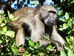 Image of Chacma Baboon