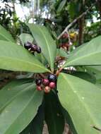 Слика од Ardisia elliptica Thunb.