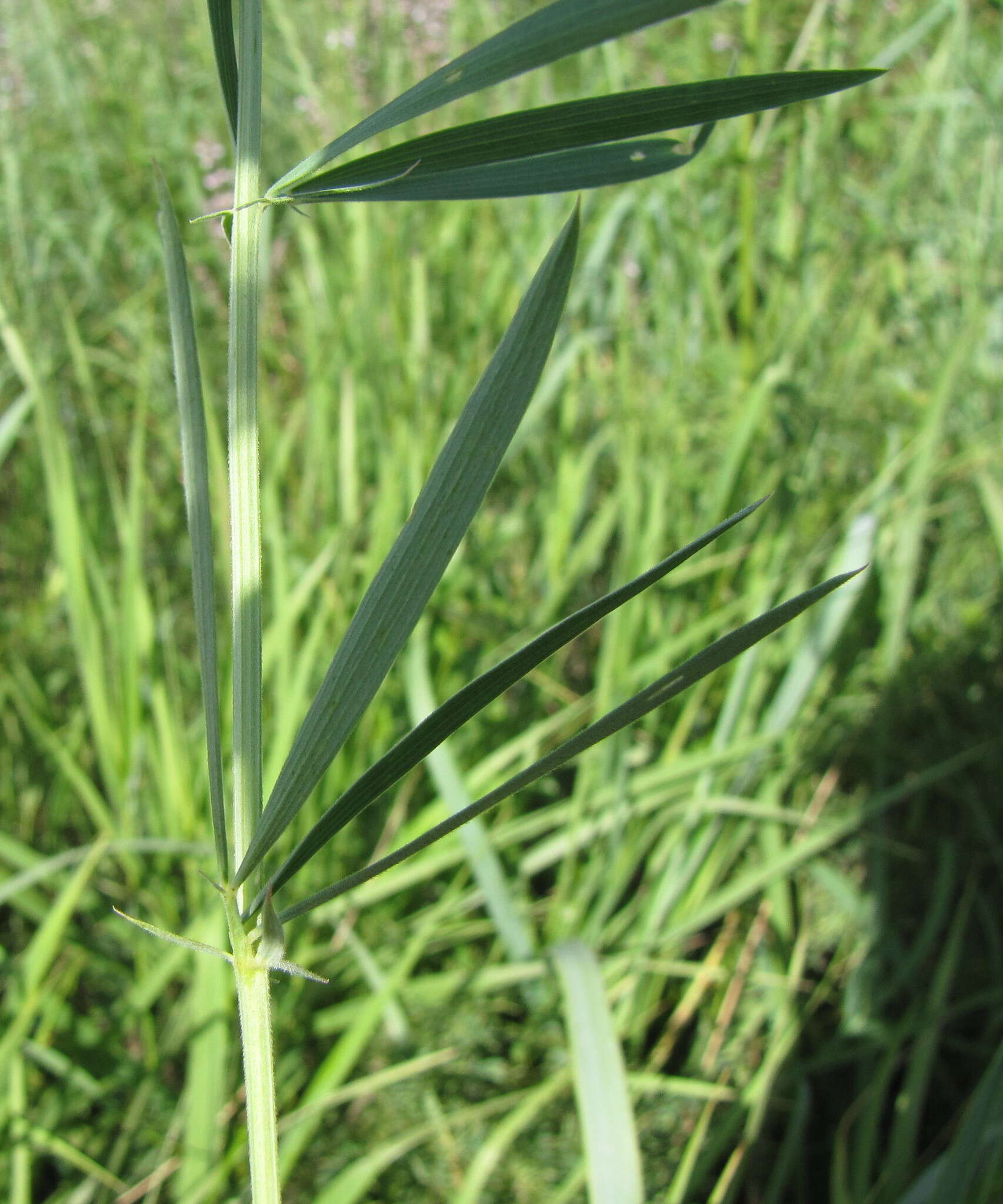 Image of Lathyrus pannonicus subsp. collinus (J. Ortmann) Soo