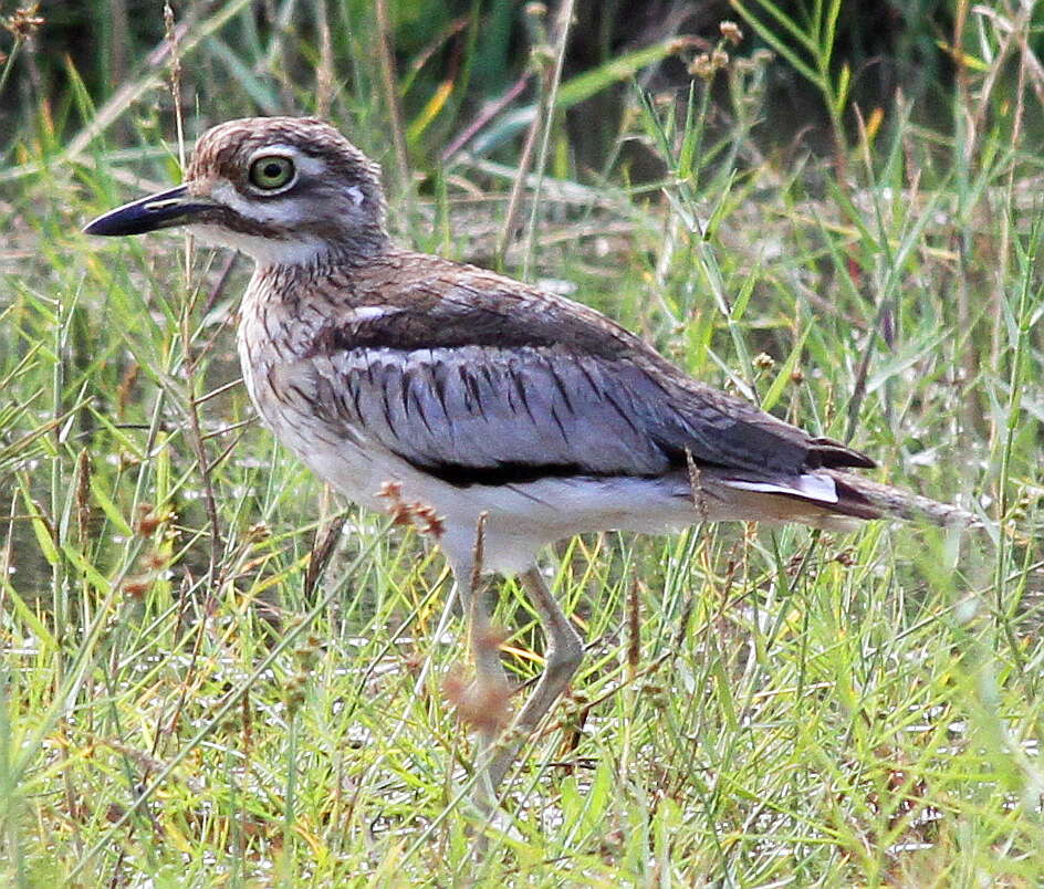 Image of Water Dikkop