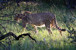 Image of Namibian cheetah