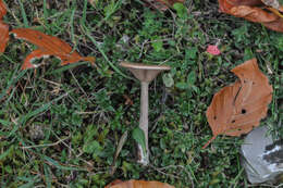 Image of Pseudoclitocybe obbata (Fr.) Singer 1962