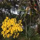 Слика од Oncidium ornithorhynchum Kunth