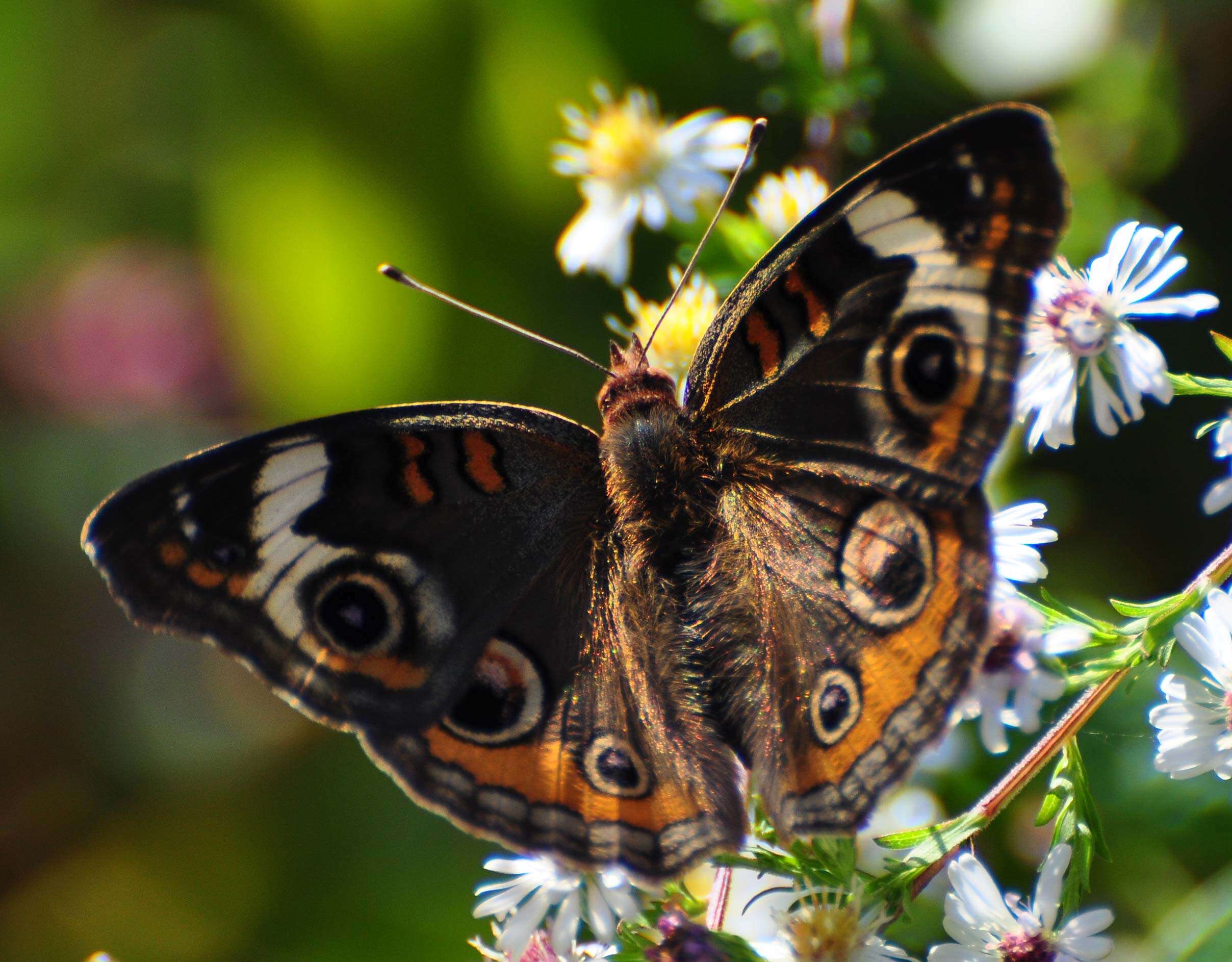 Image of Common buckeye