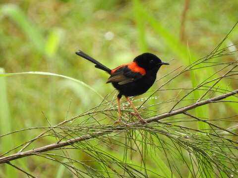 Image of Red-backed Fairy-wren