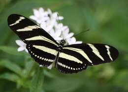 Image of Zebra Longwing