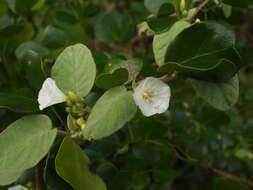 Слика од Jacquemontia nodiflora (Desr.) G. Don