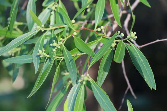 Image of Quillaja brasiliensis (A. St. Hilaire & Tulasne) C. Martius