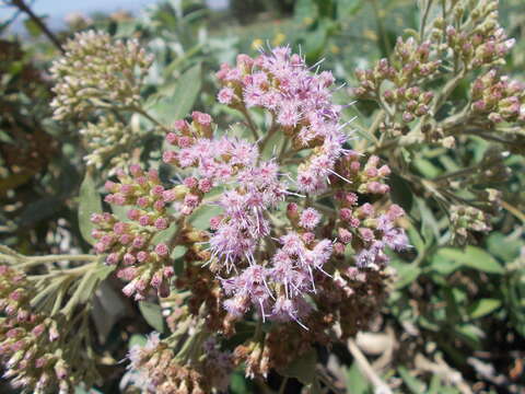 Image of Tessaria fastigiata (Griseb.) A. L. Cabrera