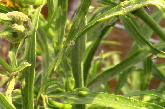 Image of Bucephalogonia