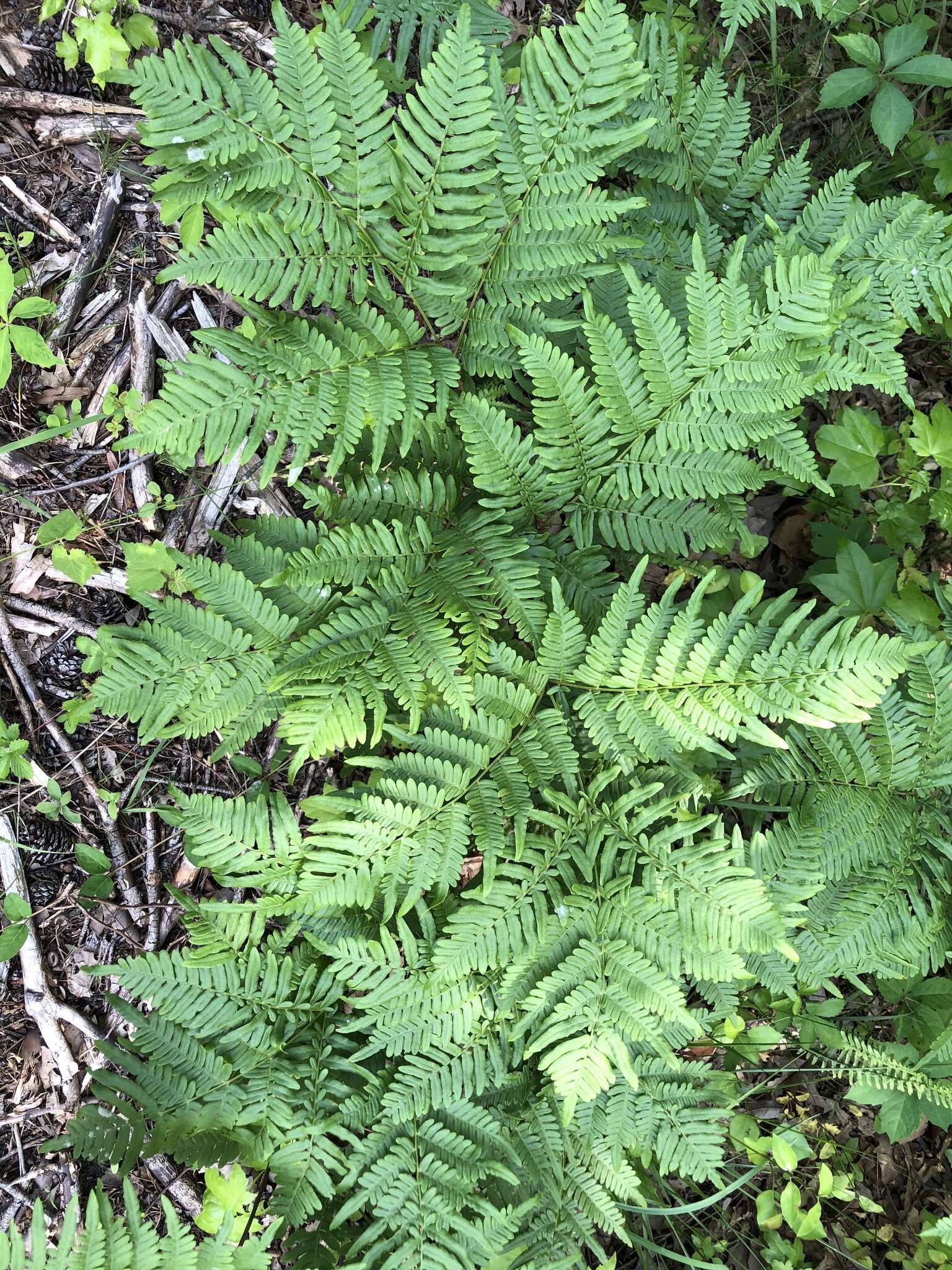 صورة Pteridium latiusculum (Desv.) Hieron. ex Fries