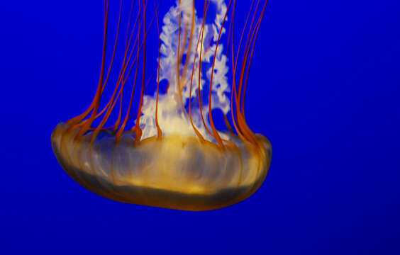 Image of Sea nettle