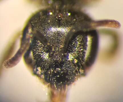 Lasioglossum glabriusculum (Morawitz 1872)的圖片