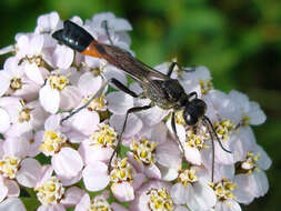 Image of Ammophila sabulosa (Linnaeus 1758)