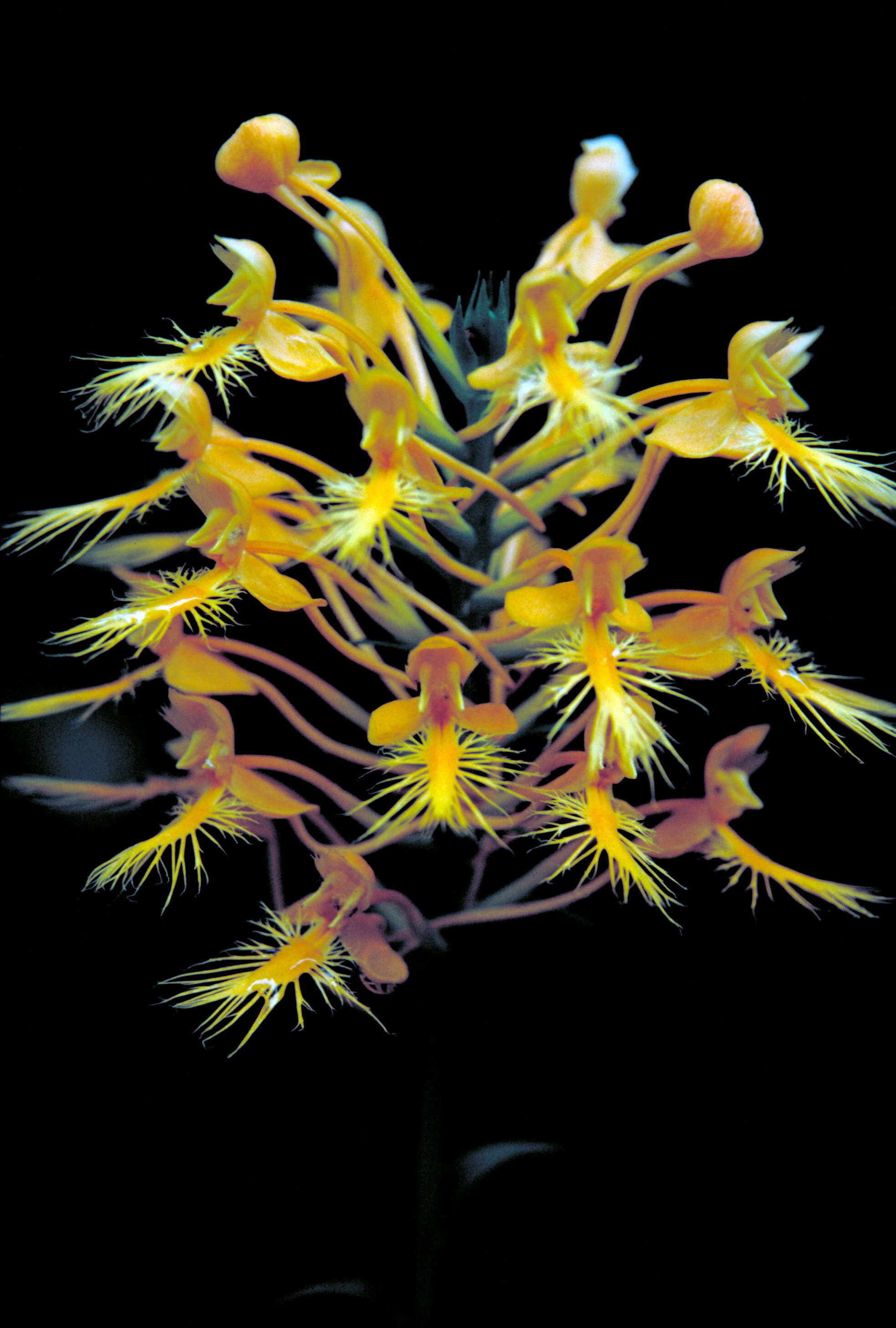 Image of Yellow fringed orchid