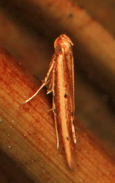 Image of Batrachedra busiris Hodges 1966