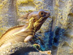 Image of Brown Basilisk