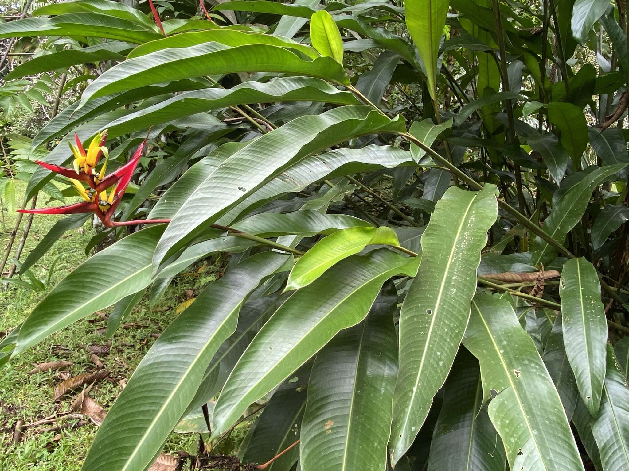 Image of wild plantain