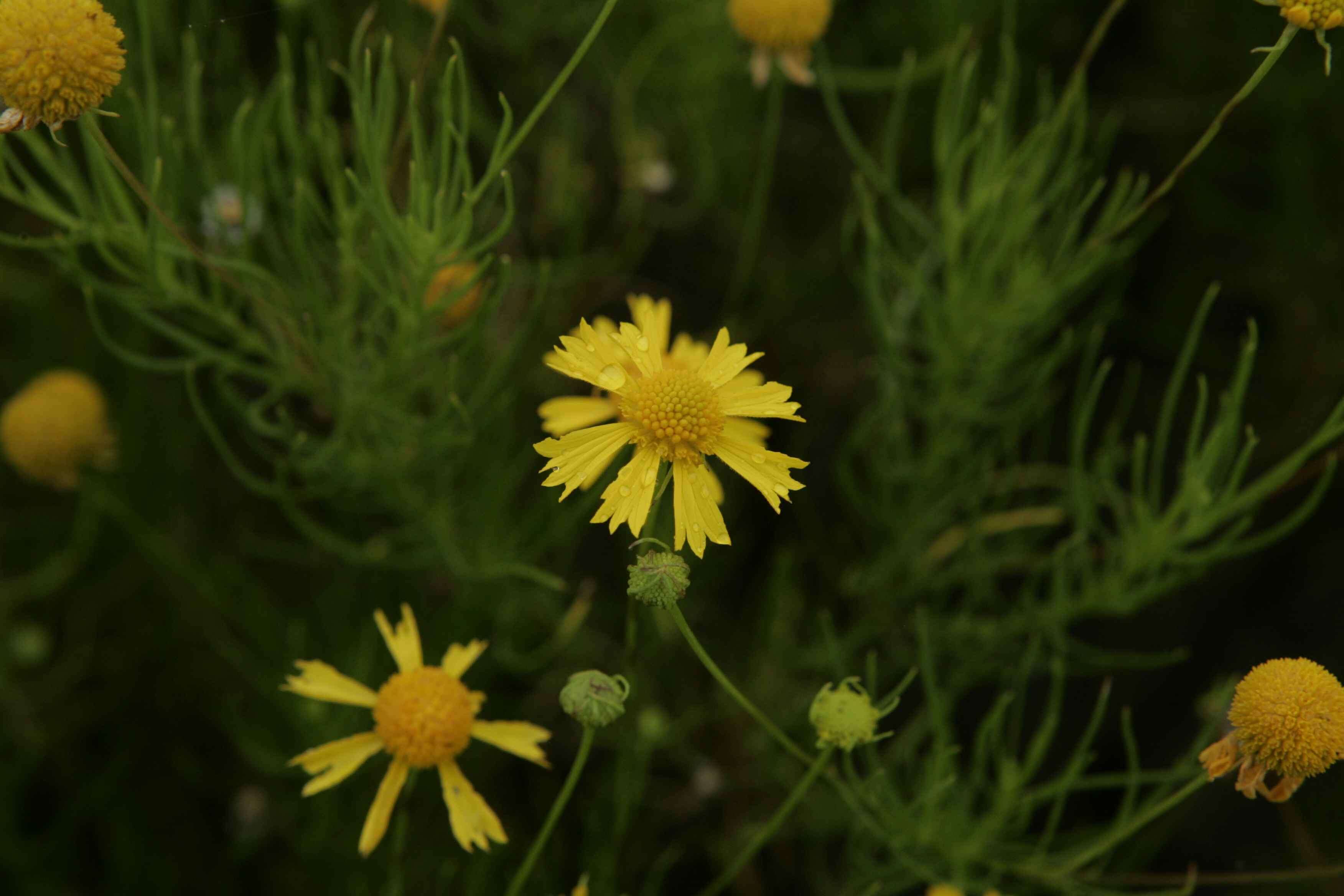 Image of Yellowdicks