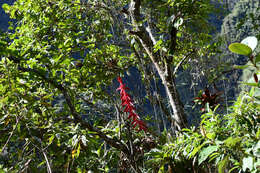 Image of Tillandsia superba Mez & Sodiro