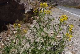 Image of Solanum chilense (Dun.) Reiche