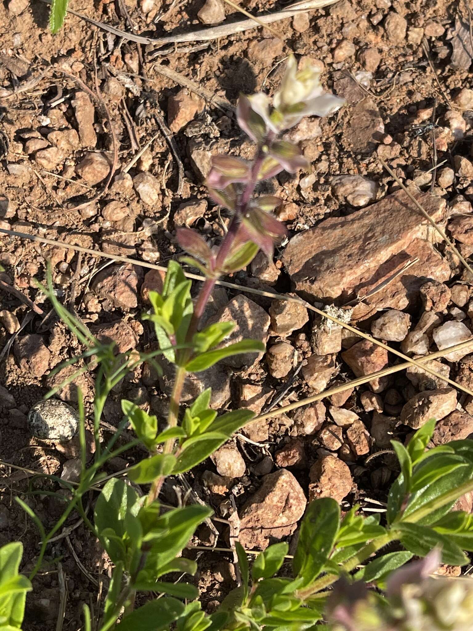 Image de Syncolostemon persimilis (N. E. Br.) D. F. Otieno