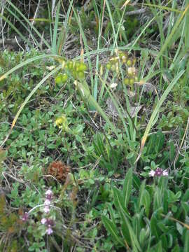 Image of Biscutella laevigata subsp. laevigata