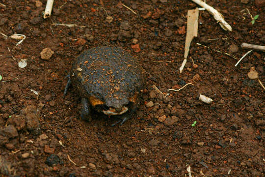 Image of Mozambique Rain Frog