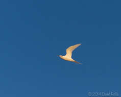 Image of Black-naped Tern