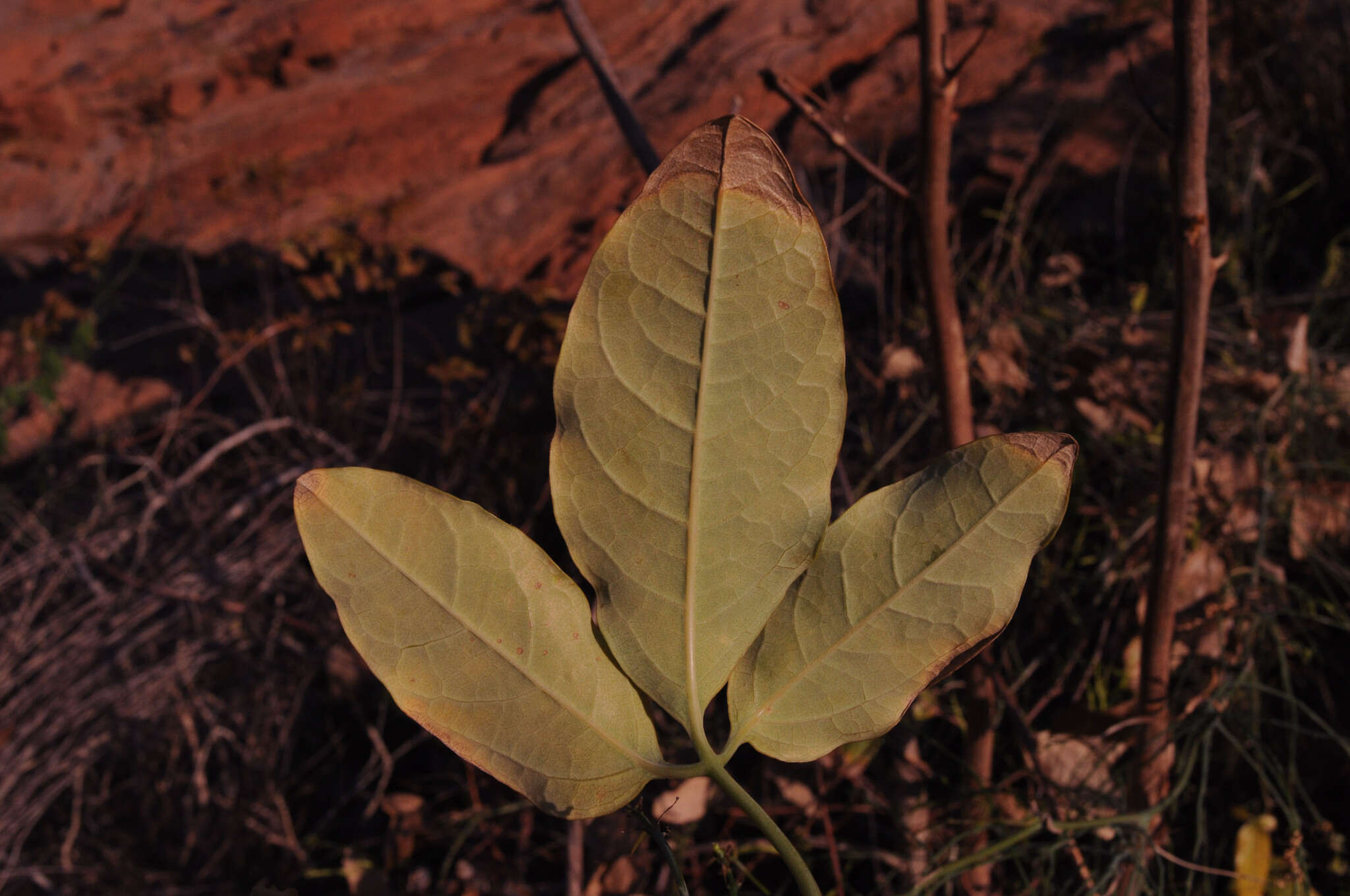 Image of Trochomeriopsis diversifolia Cogn.