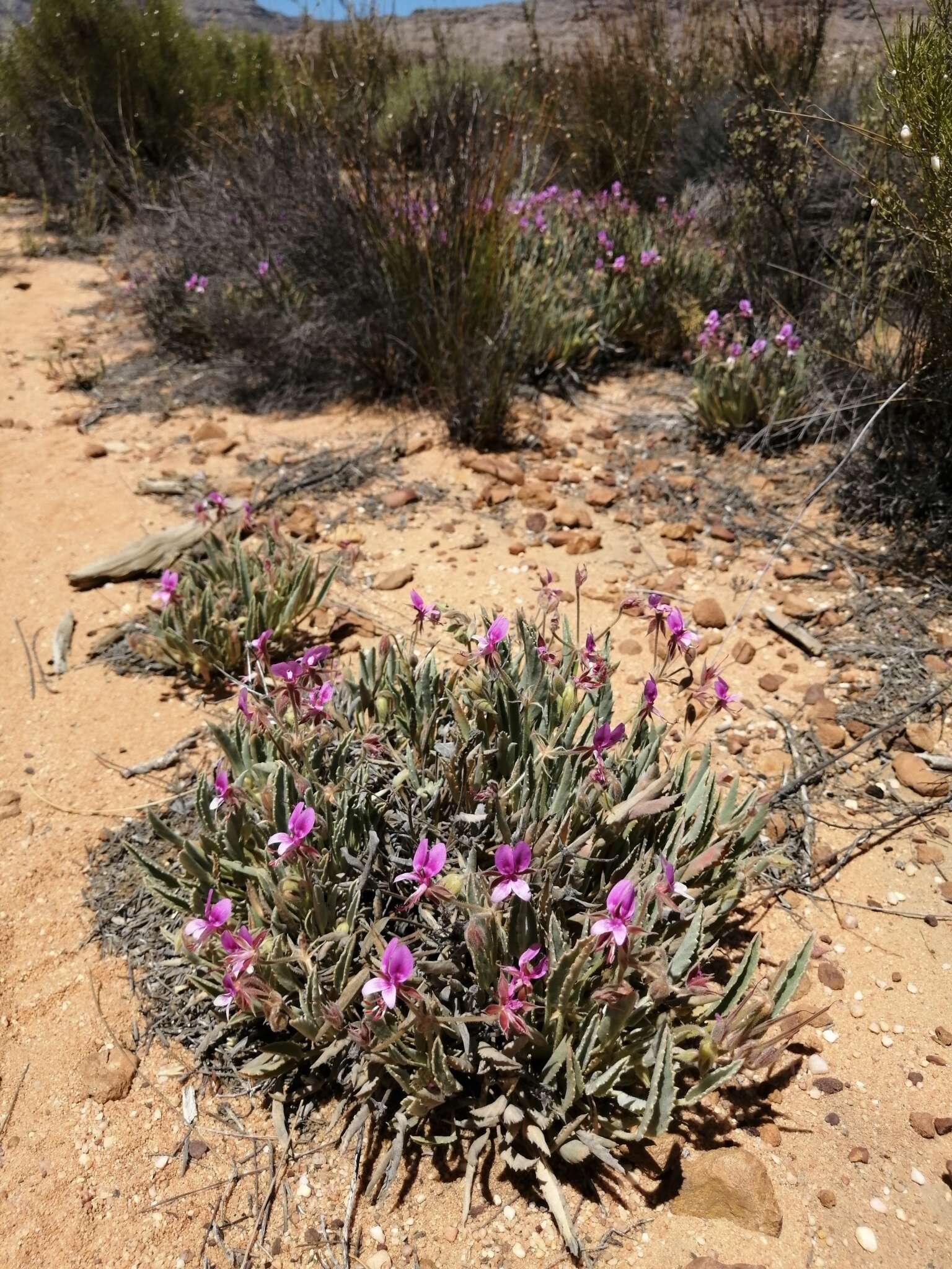 Image of Pelargonium caespitosum Turcz.