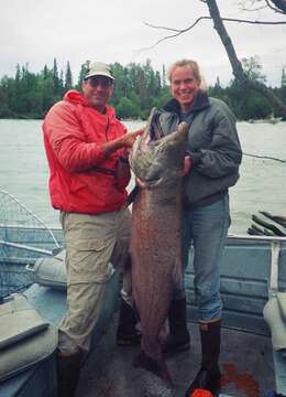 Image of Chinook Salmon