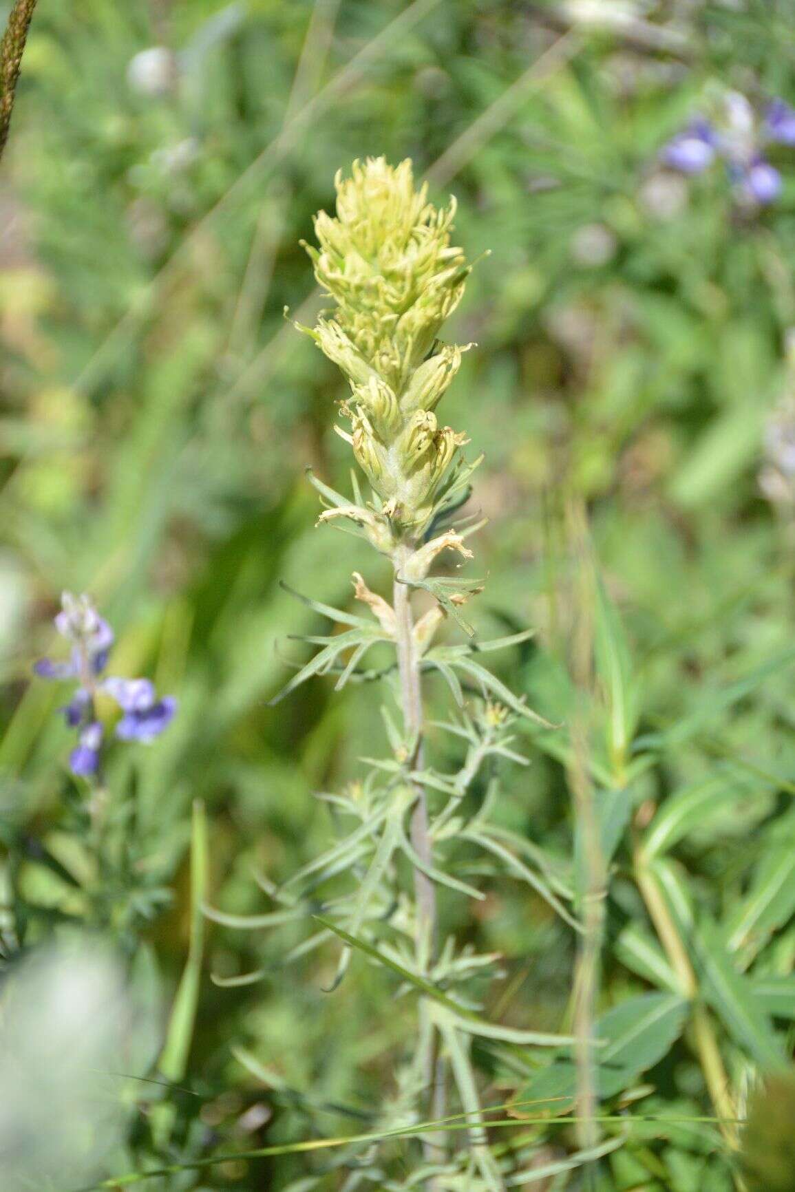 Image of deer Indian paintbrush