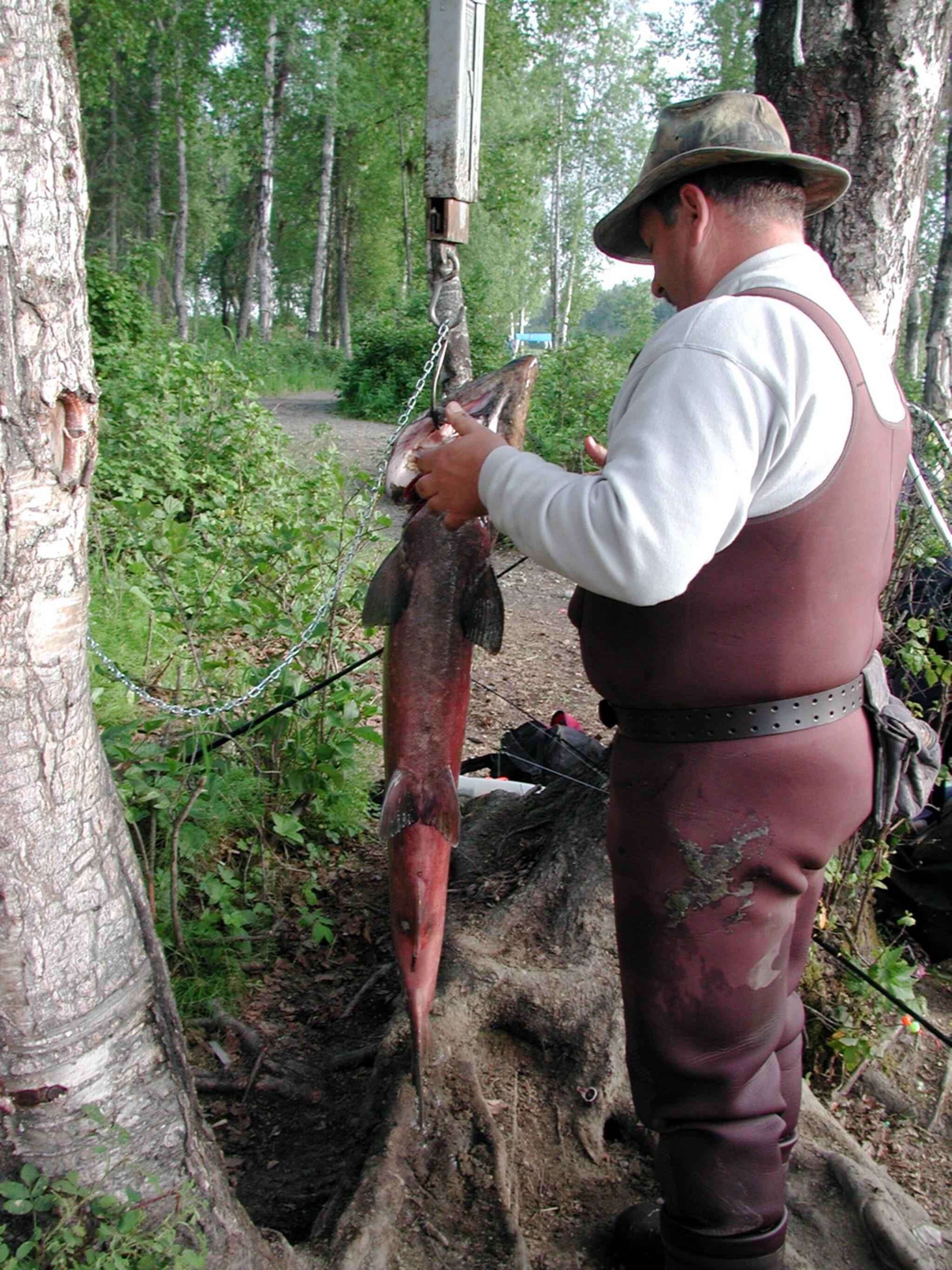 Image of Chinook Salmon